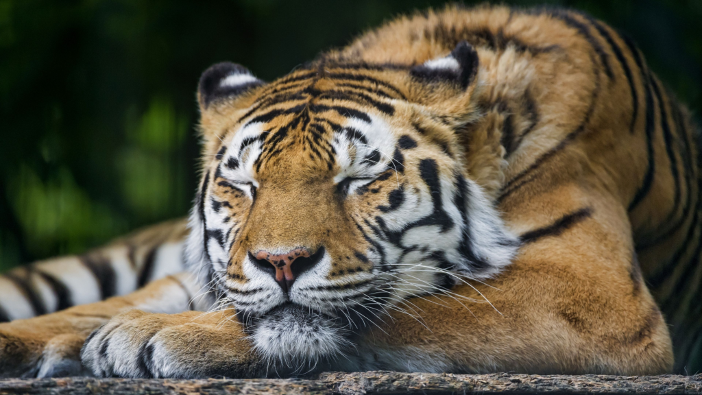 Riding The Back Of A Tiger In Old Age