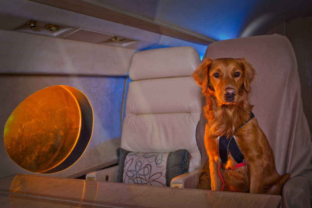 The Dog Flies First Class